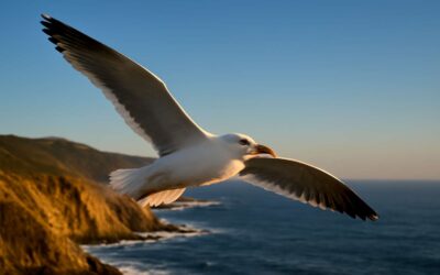 glider bird: Soaring Secrets of a Feathered Acrobat.